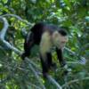 Capuchin Monkey from Lake Gatun, Panama